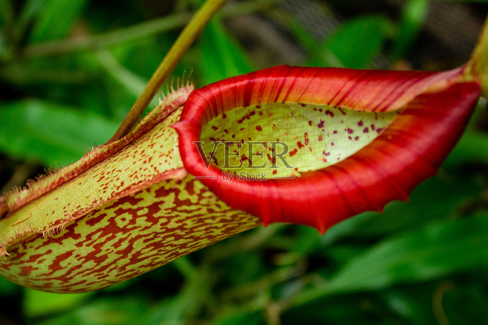 食肉猪笼草的特写照片摄影图片