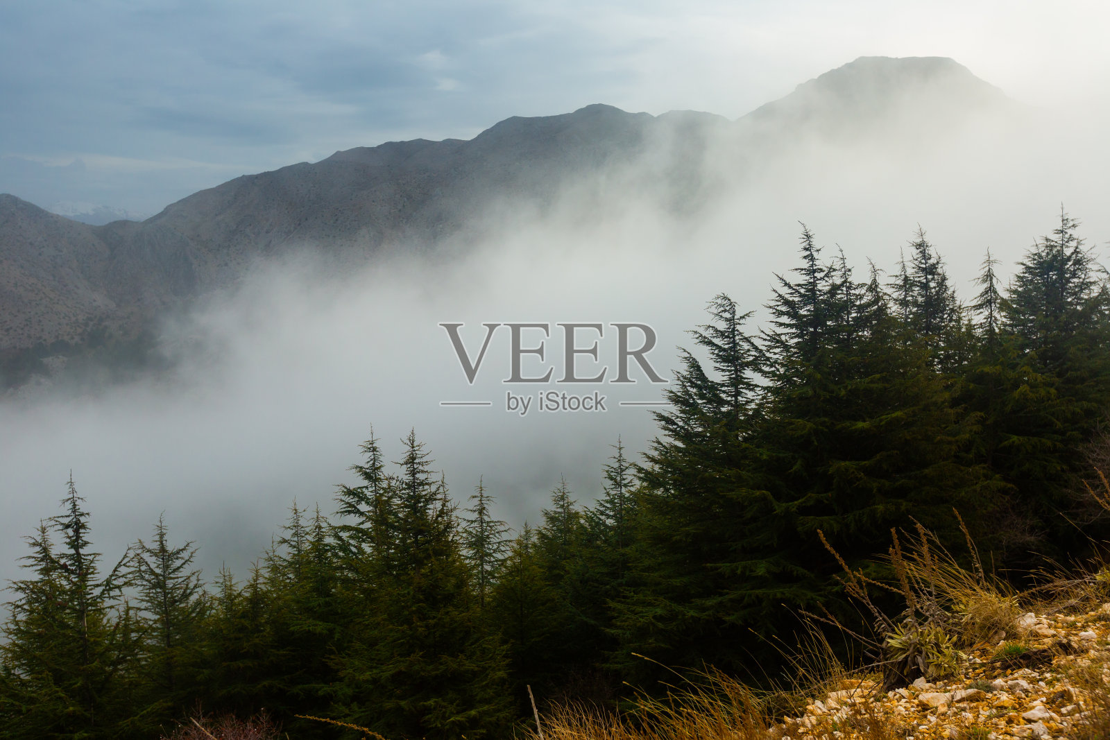 冬天，浓雾从山坡往下蔓延照片摄影图片