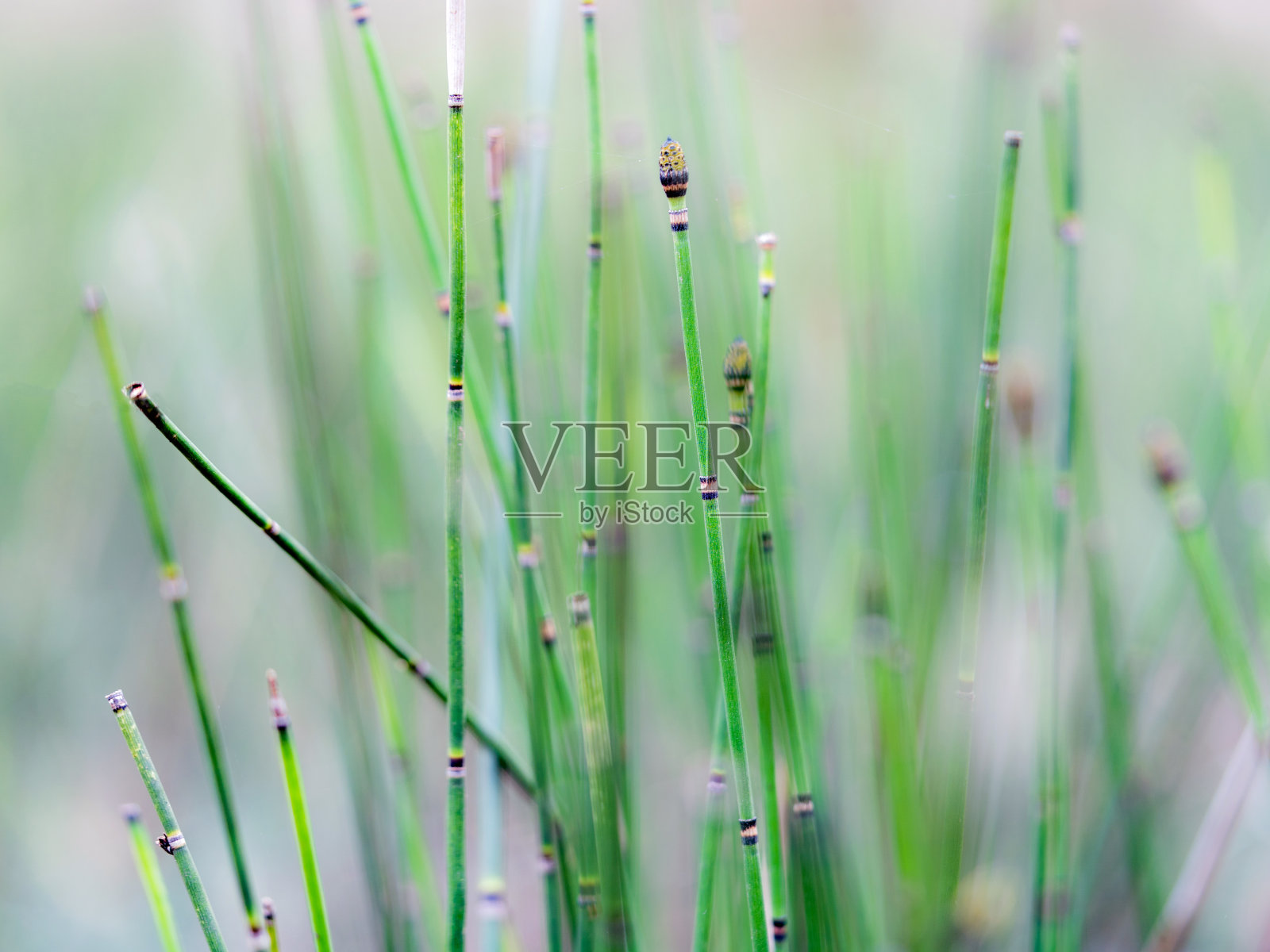 马尾，冬季马尾，图片背景，蔬菜照片摄影图片