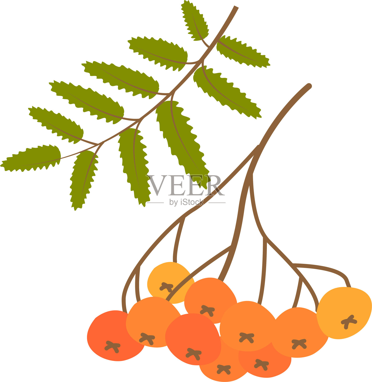 秋天的花梨花带有叶子。矢量插图。孤立的插画图片素材