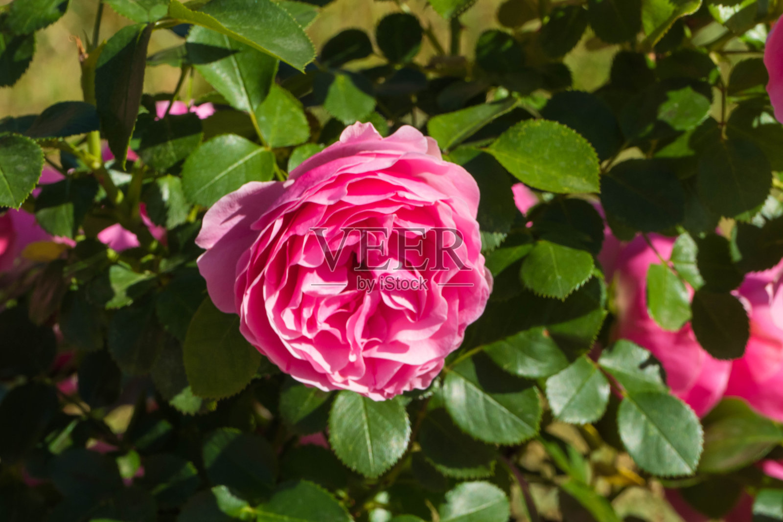 美丽的粉红色玫瑰灌木照片摄影图片