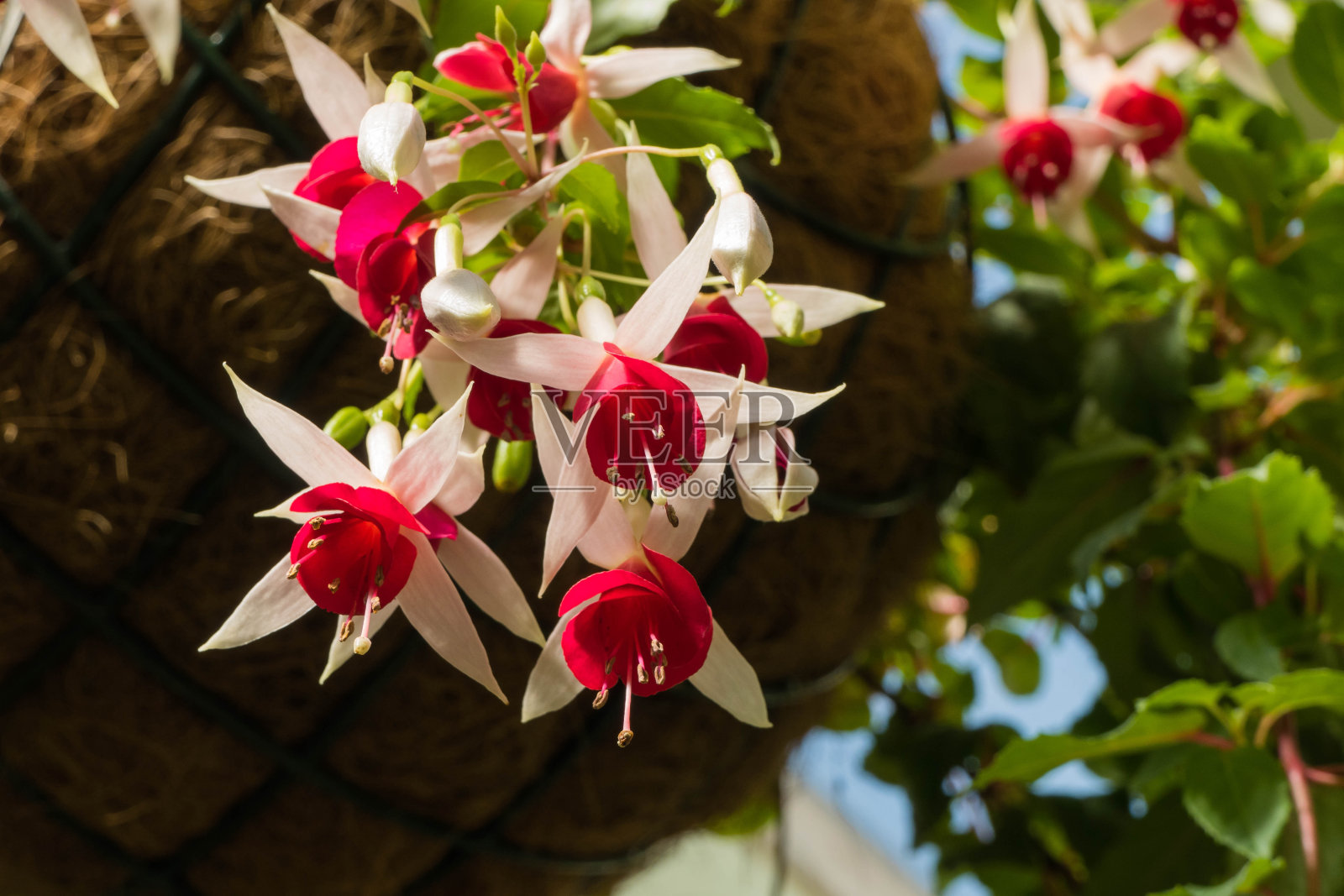 美丽的悬挂花园花卉Macro照片摄影图片