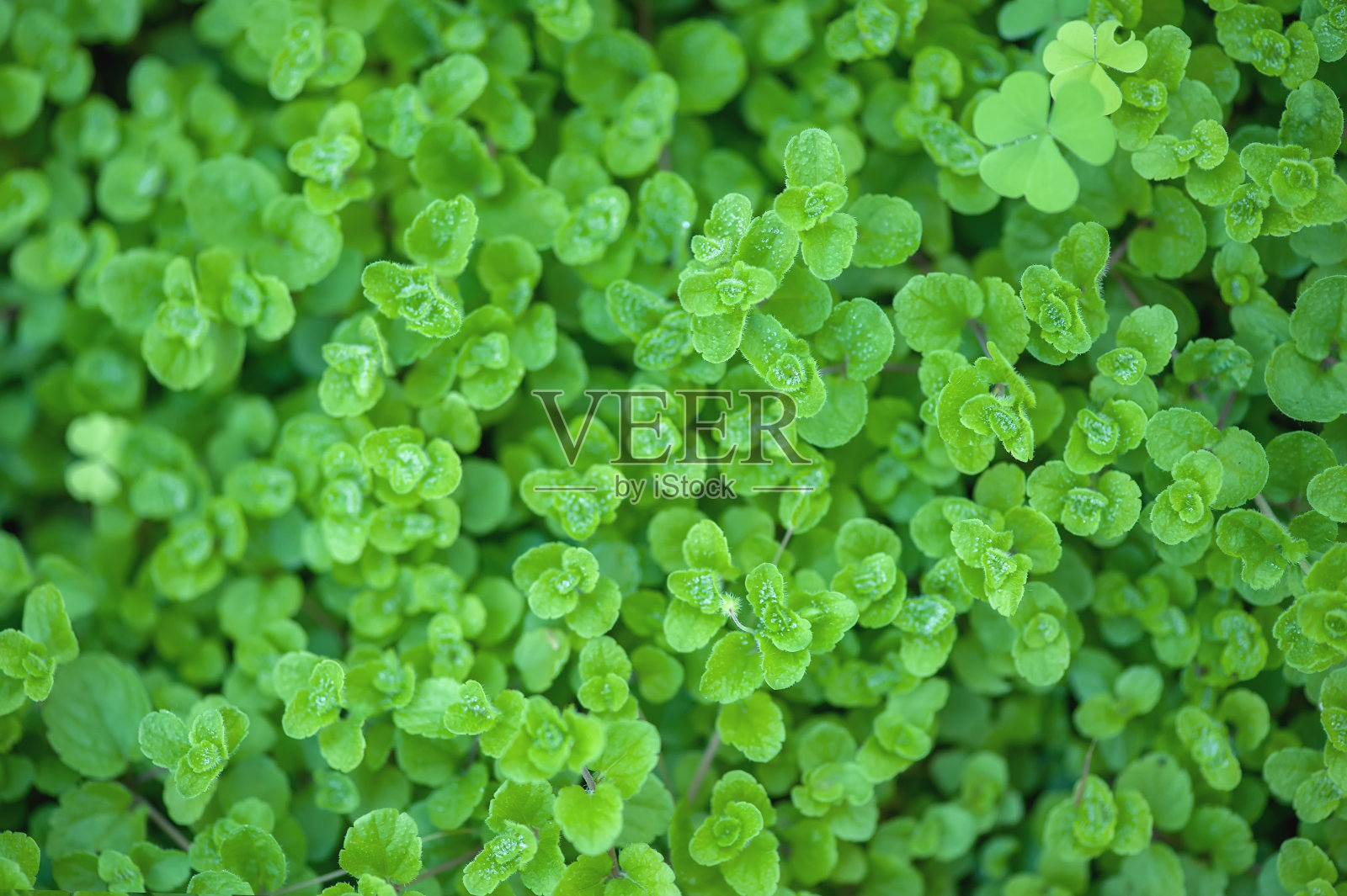 夏日背景绿草如茵。俯视图照片摄影图片