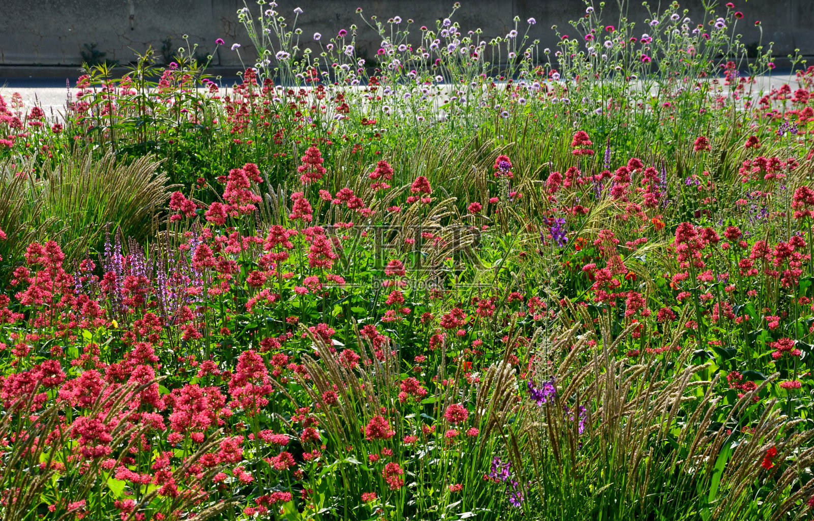 多年生床在街道种植。杂色丰富的草原，顽强的花朵像草地一样盛开。灰色的混凝土联锁人行道照片摄影图片
