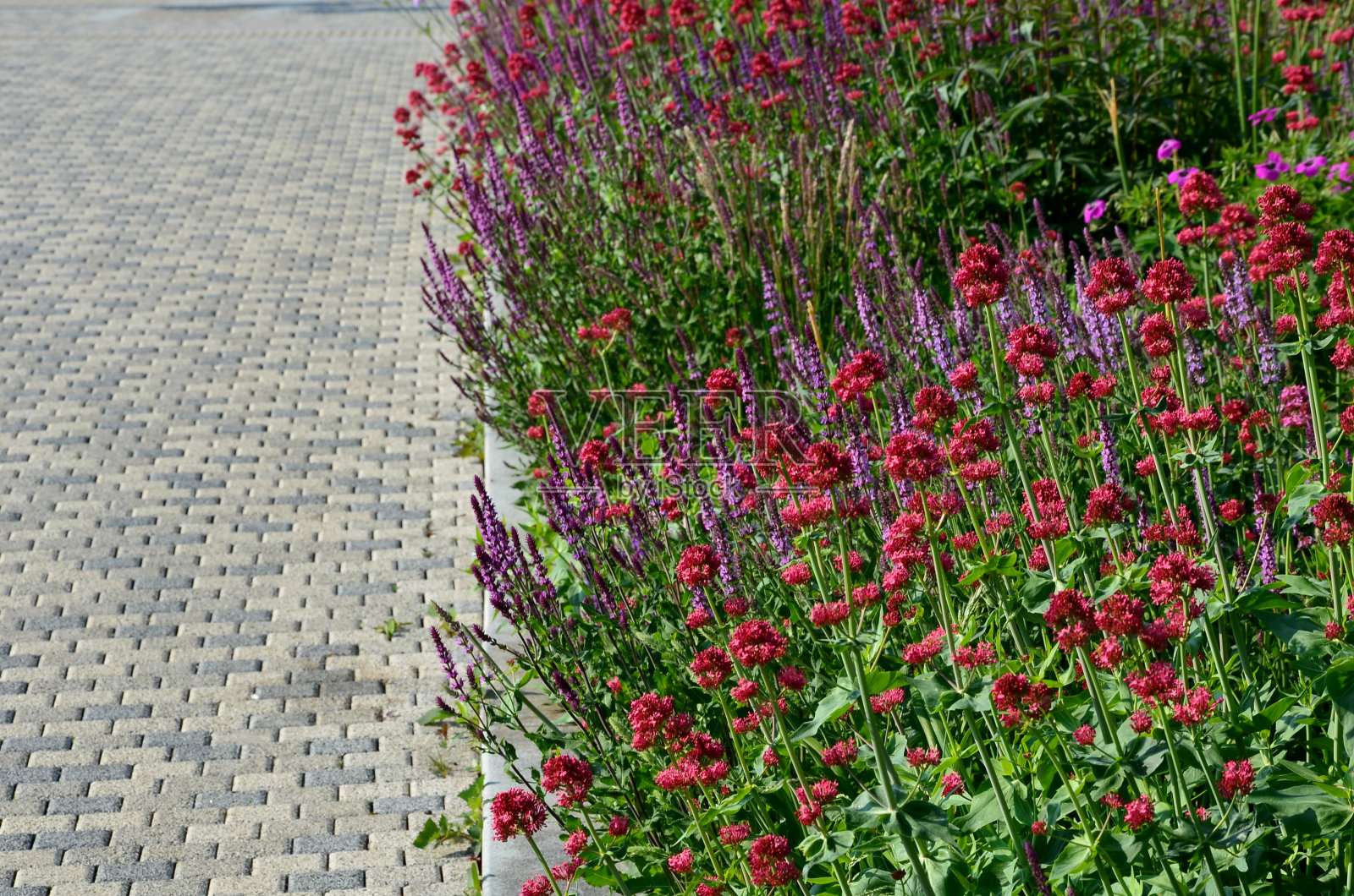 多年生床在街道种植。杂色丰富的草原，顽强的花朵像草地一样盛开。灰色的混凝土联锁人行道照片摄影图片