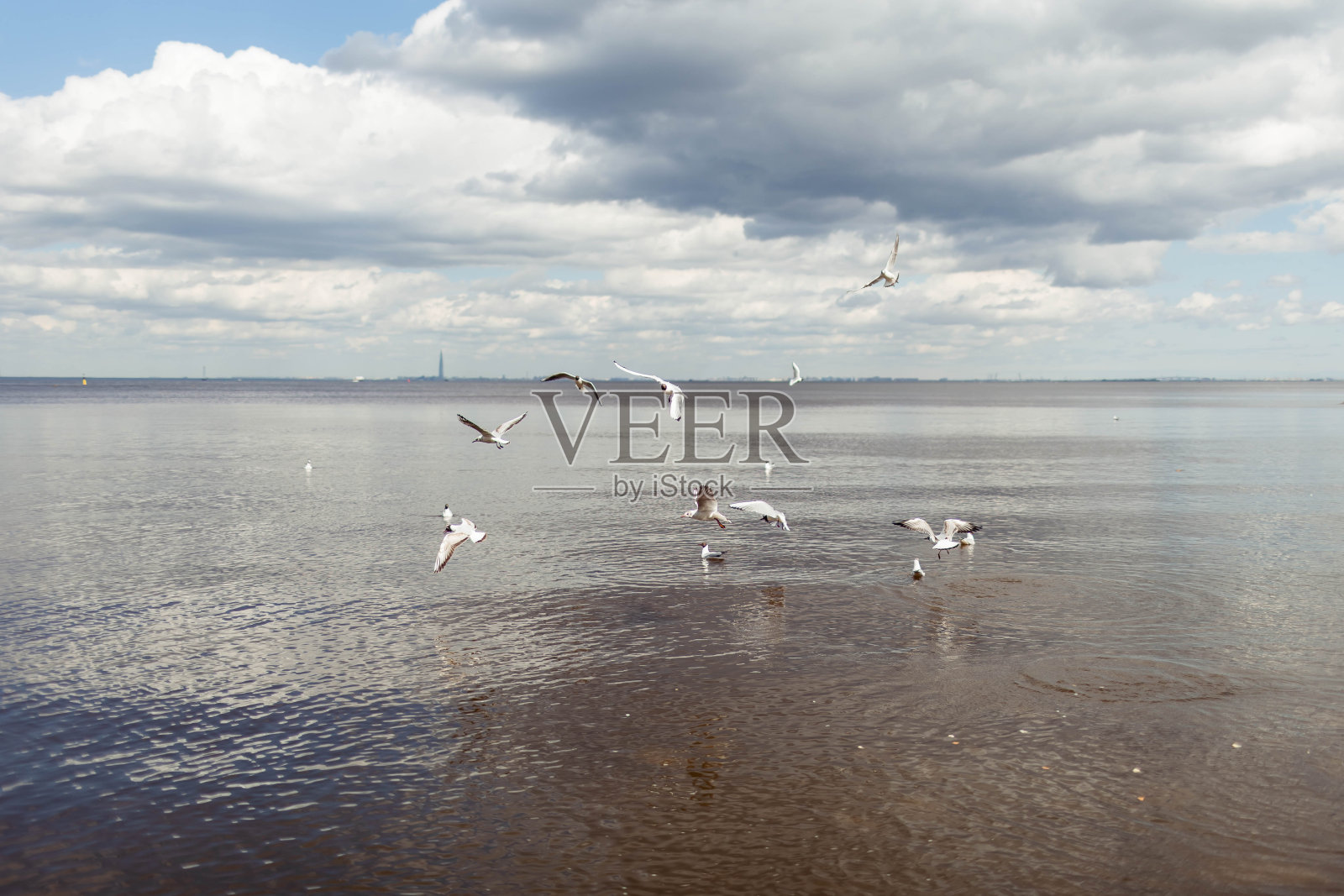 海鸥飞过圣彼得堡彼得夫湾照片摄影图片