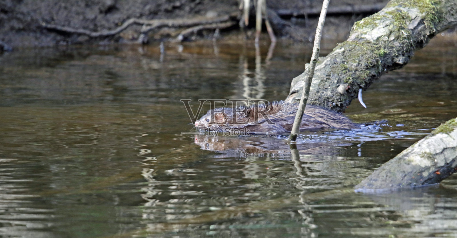 英国约克郡考尔德河上的美国貂照片摄影图片