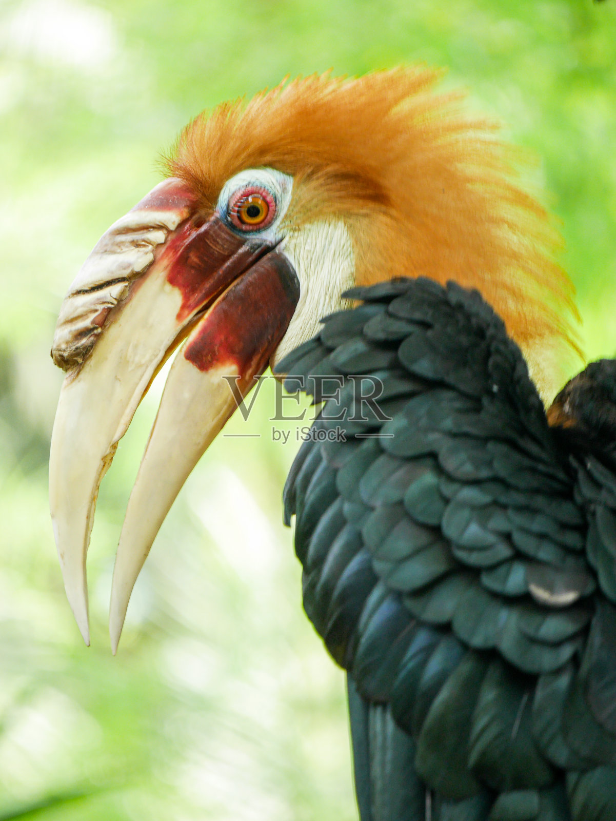 鸟犀鸟照片摄影图片