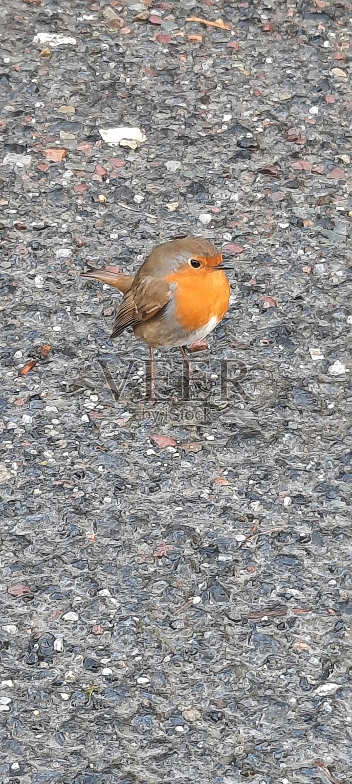 罗宾在停车场照片摄影图片