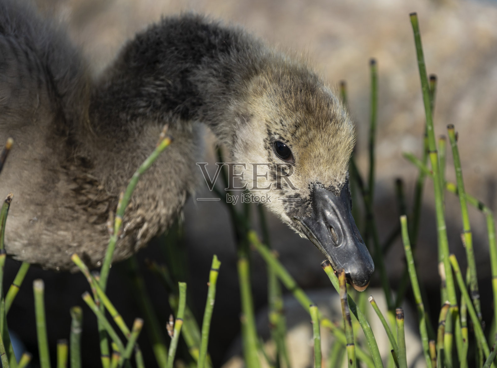 加拿大小鹅吃植物照片摄影图片