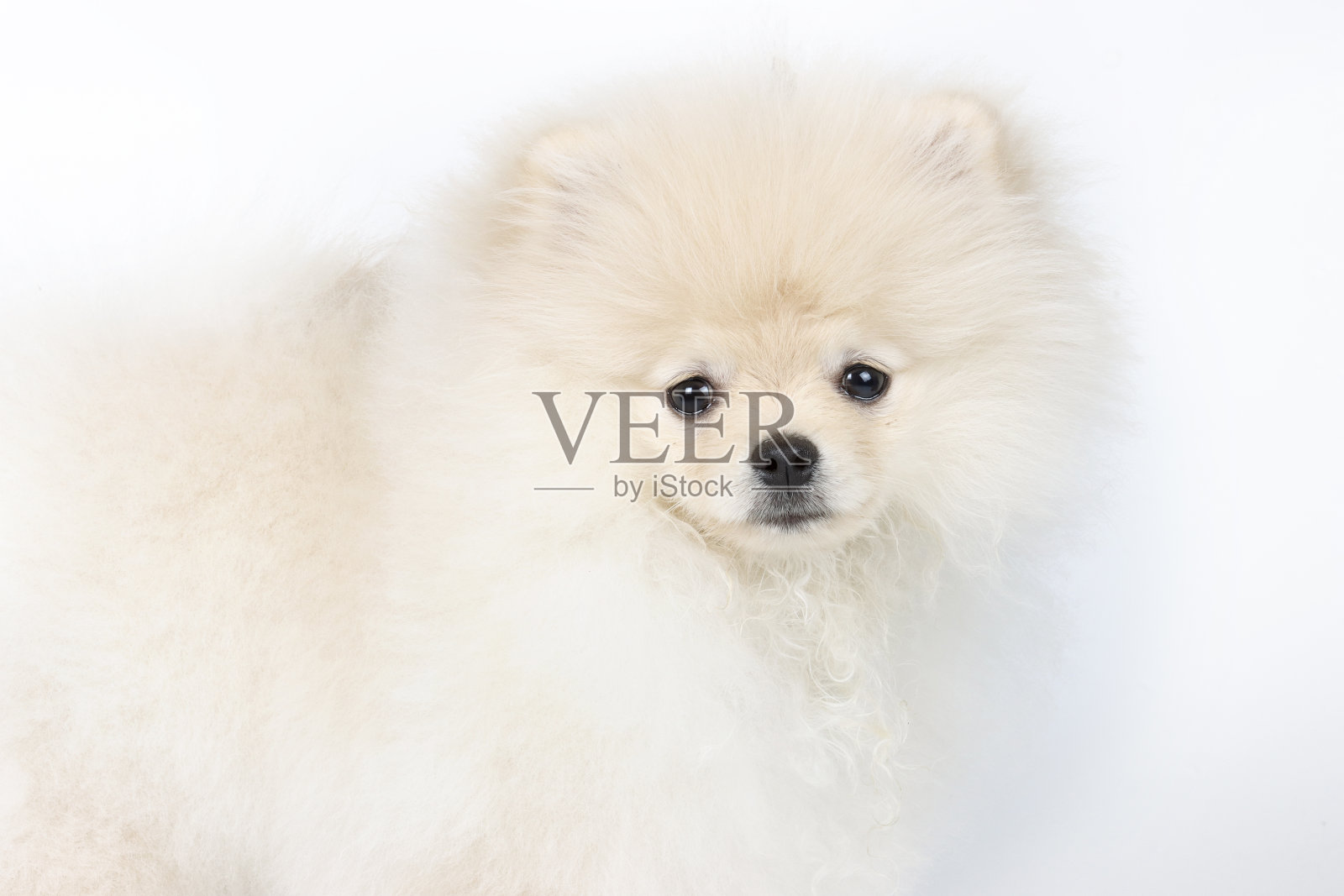 博美犬孤立在白色背景上照片摄影图片