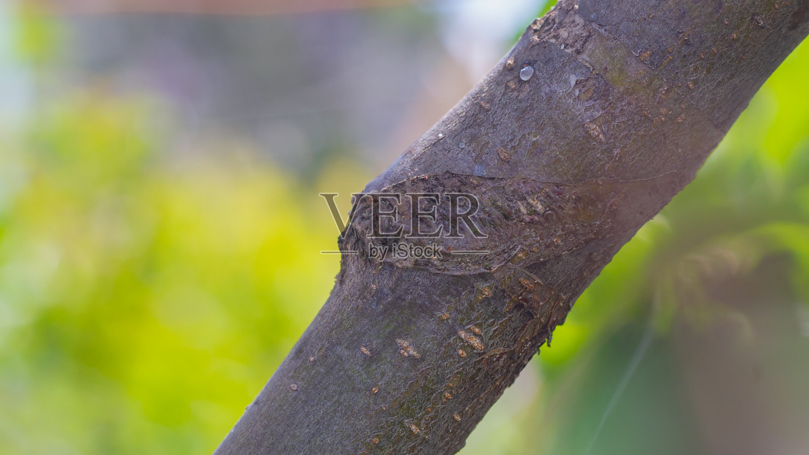 嫁接后融合的苹果树枝照片摄影图片