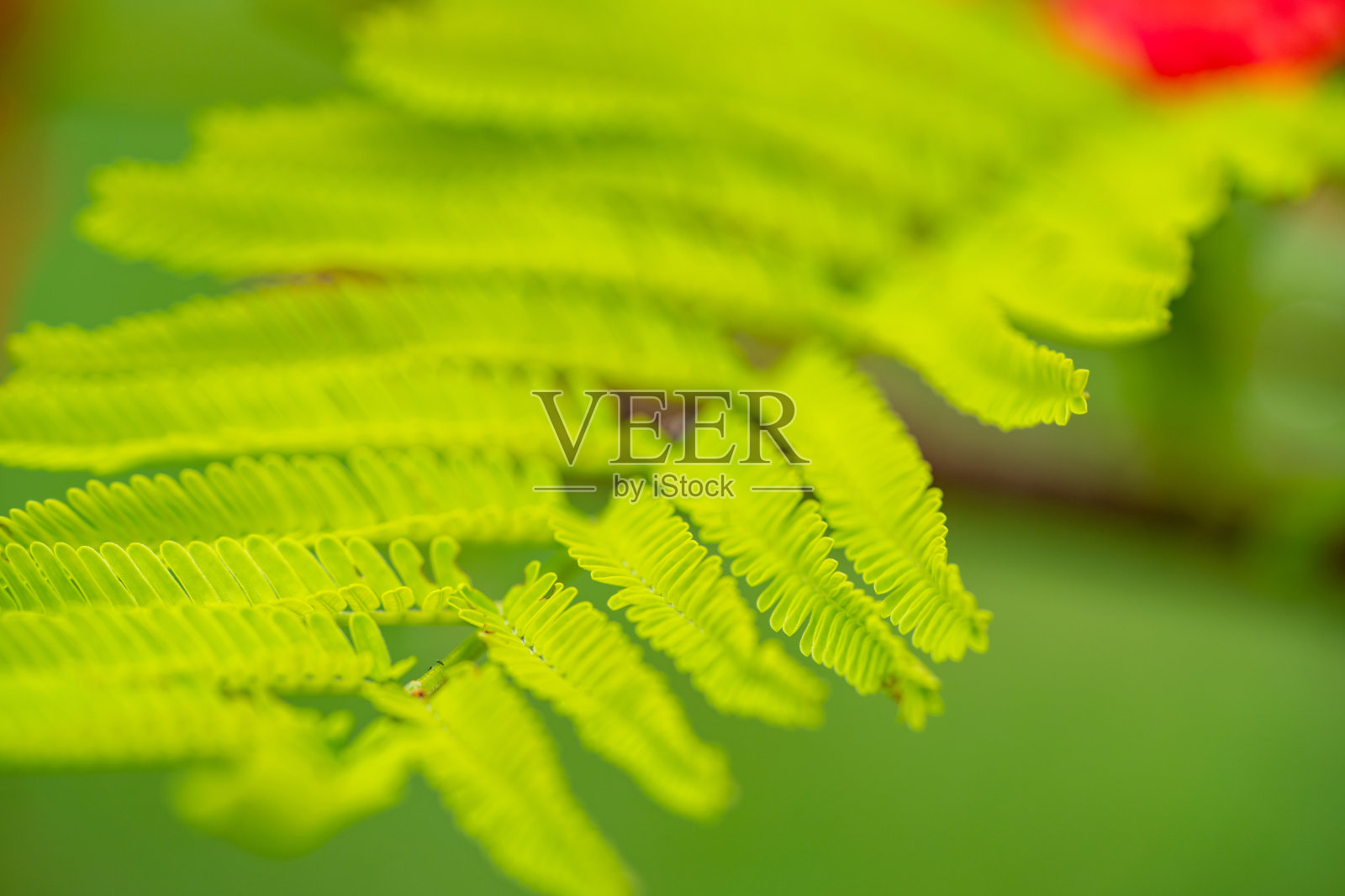 绿色自然背景浅深度聚焦照片摄影图片