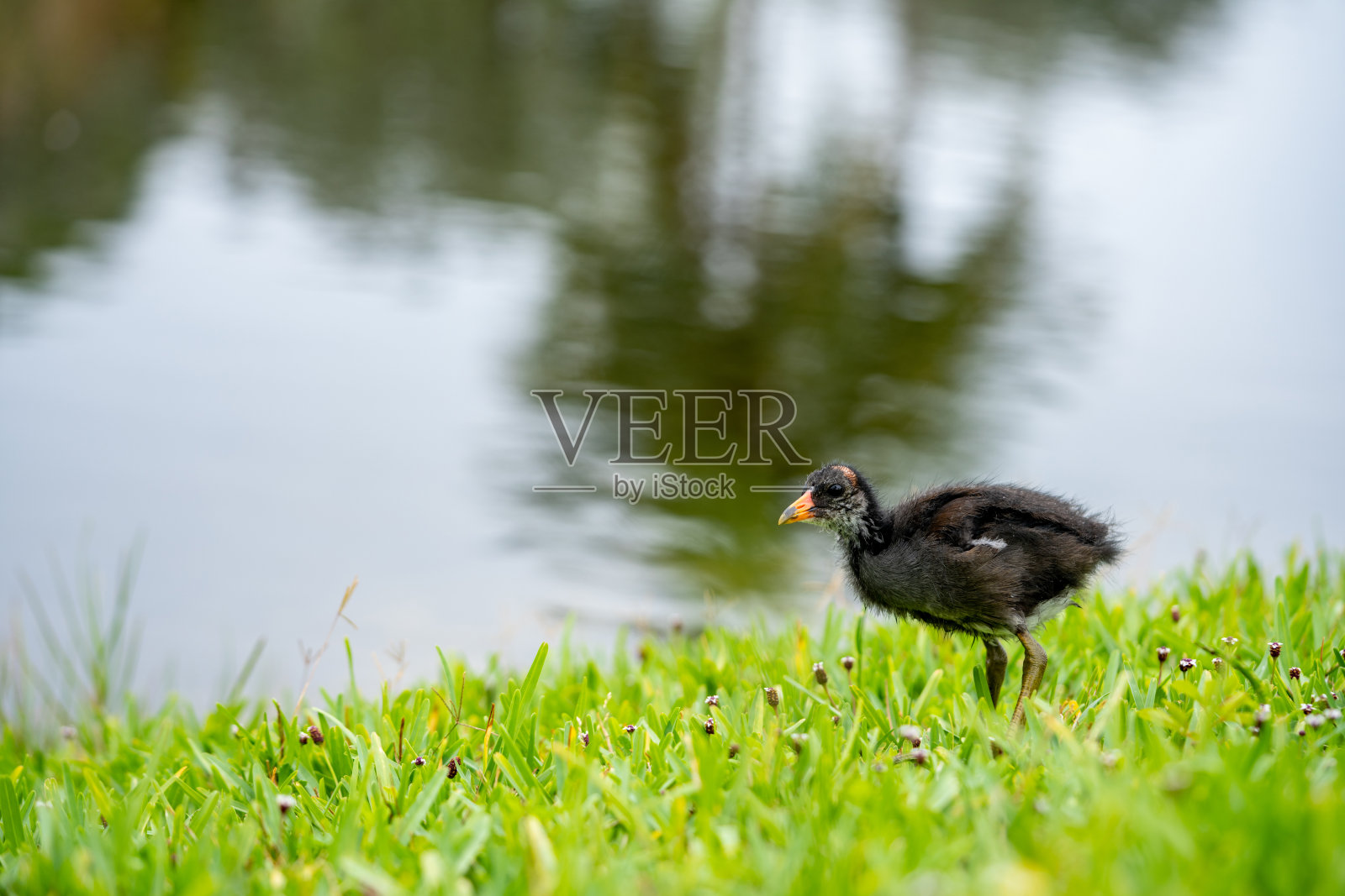 湖边的普通鸡宝宝照片照片摄影图片