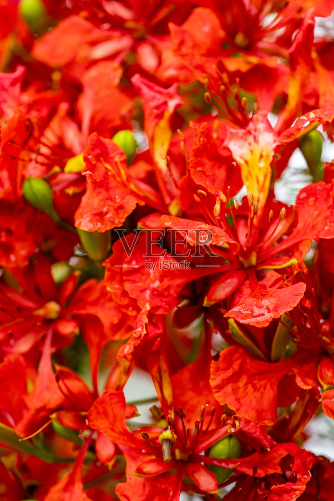 鲜红的花朵盛开微距照片照片摄影图片