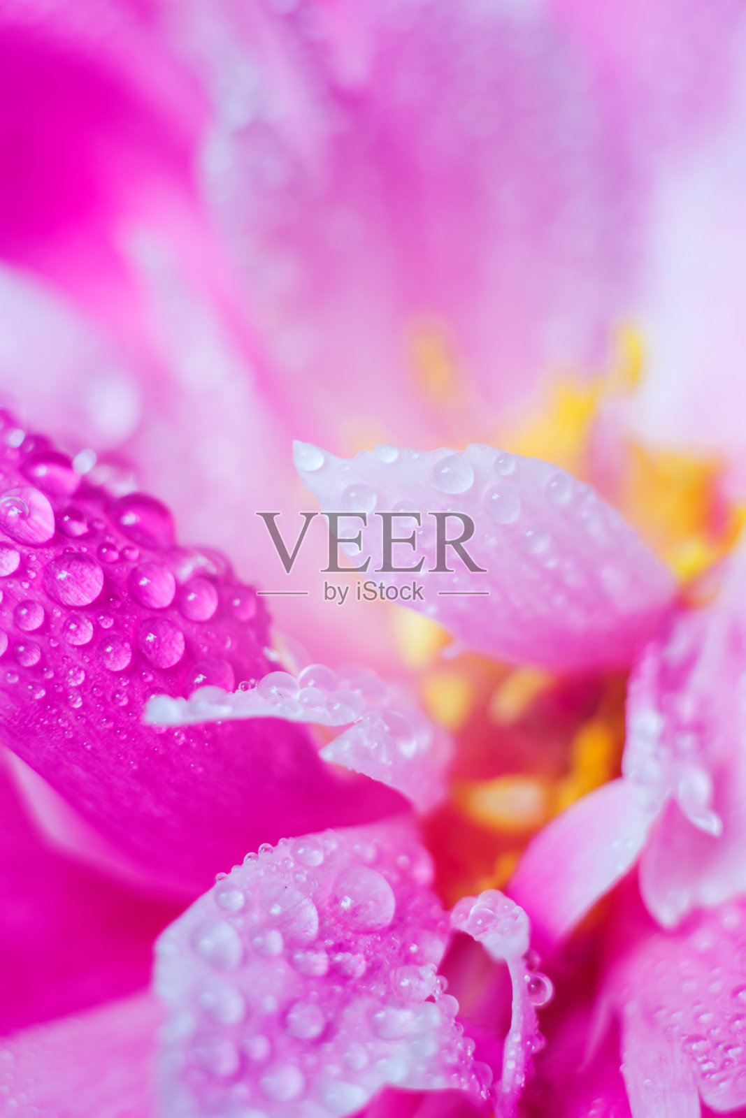 美丽的水滴在一朵牡丹的花瓣上，特写。软的焦点。植物的宏观背景。照片摄影图片