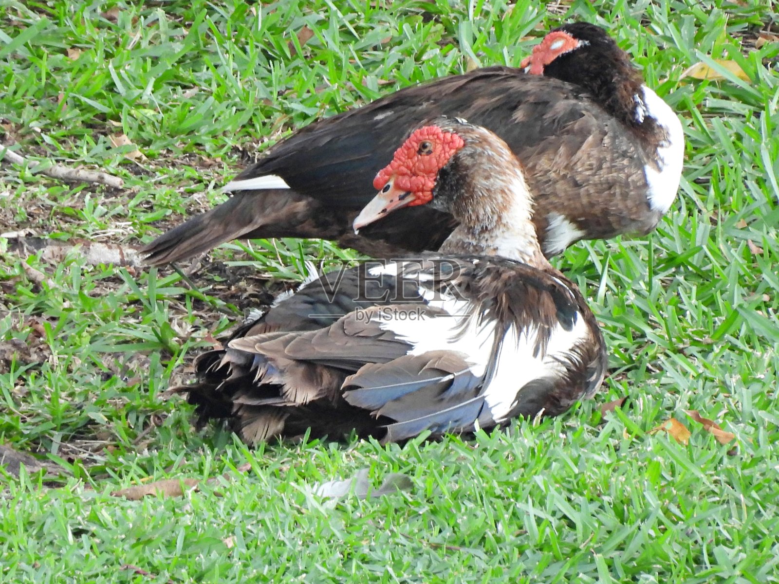 番鸭躺在草地上照片摄影图片