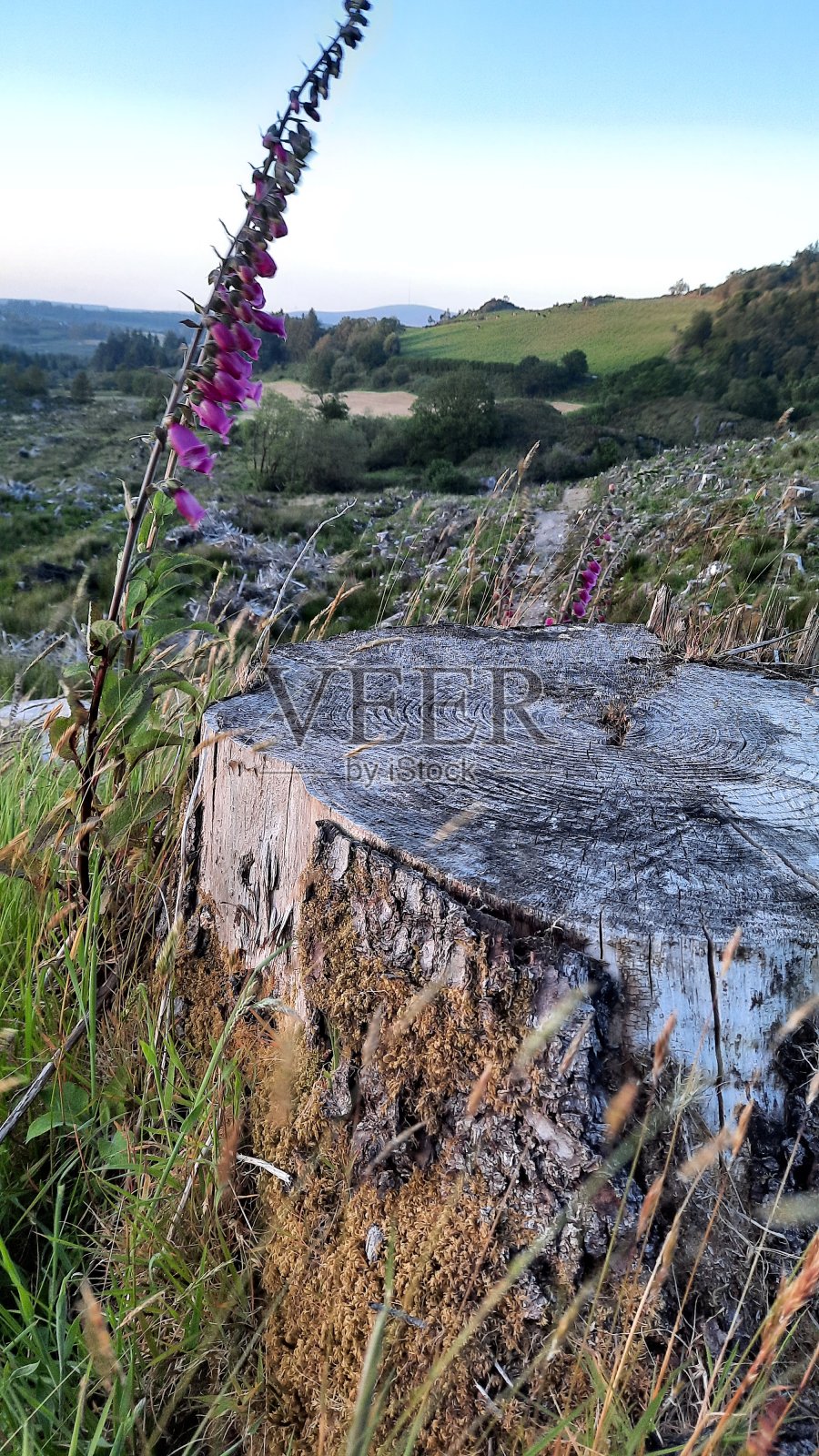 开花的树桩照片摄影图片