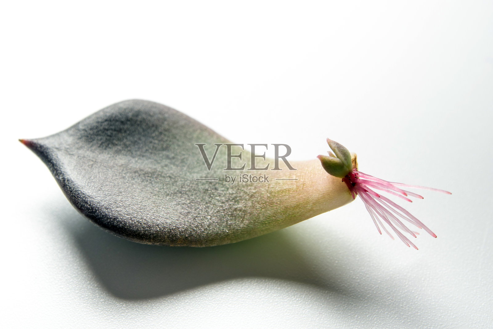 从肉质植物叶子基部长出来的小根照片摄影图片