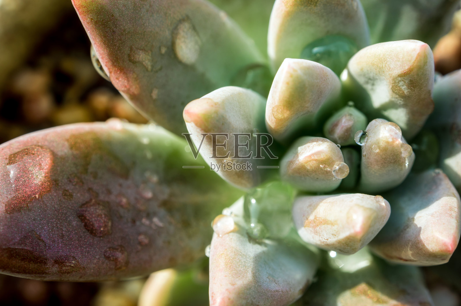 肉质植物近景，鲜叶细部的葛草照片摄影图片