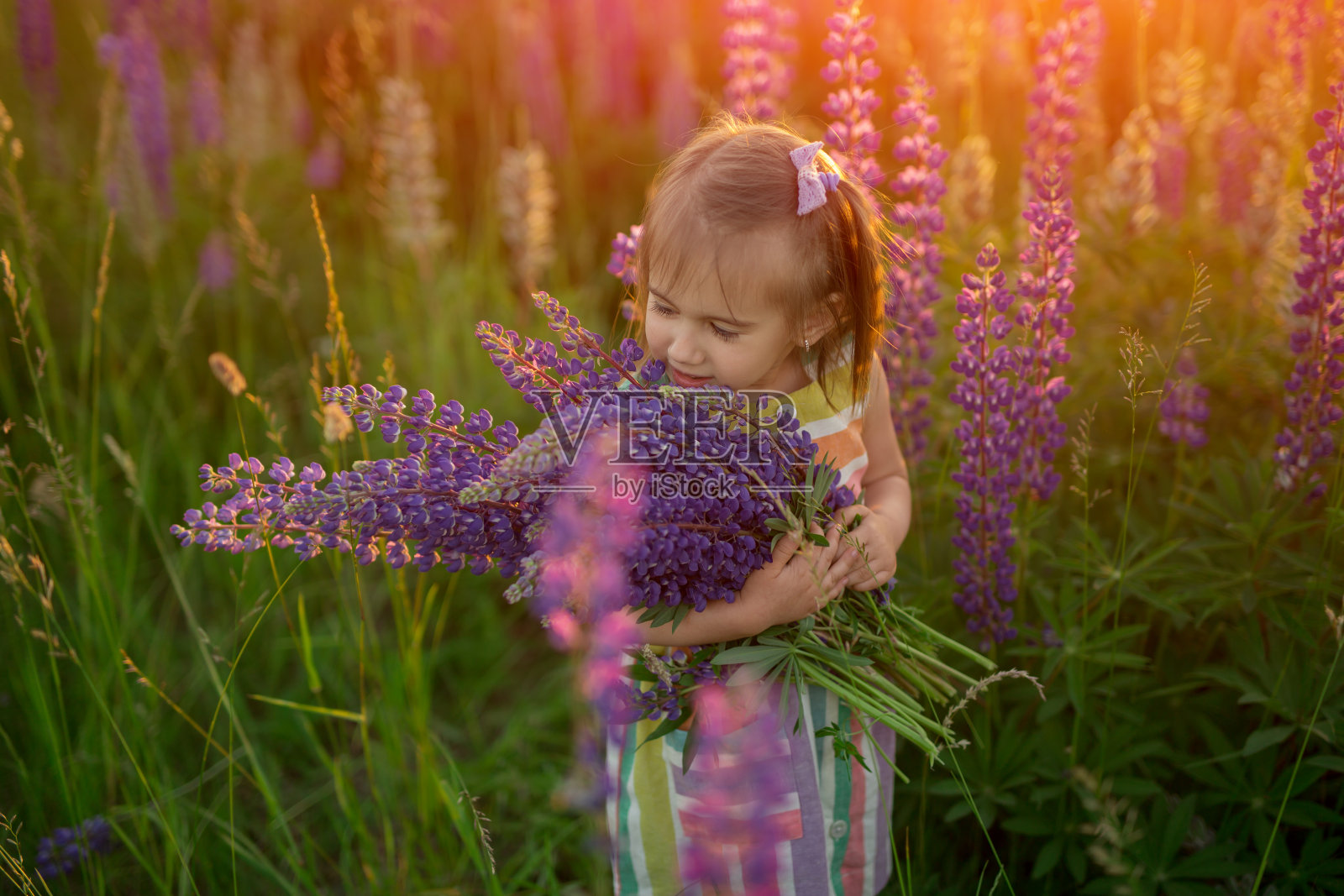 一个穿着裙子的小女孩愉快地收集野花——羽扇豆照片摄影图片