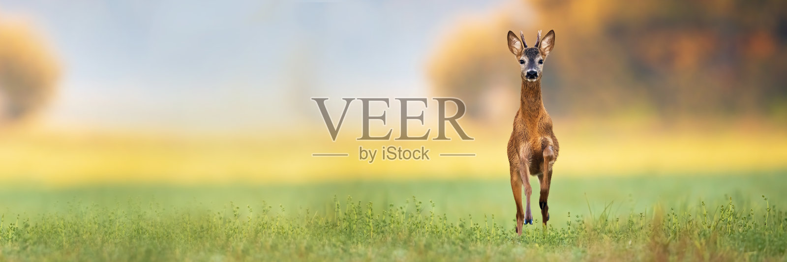 小狍子跃进并从前面的视野接近照片摄影图片