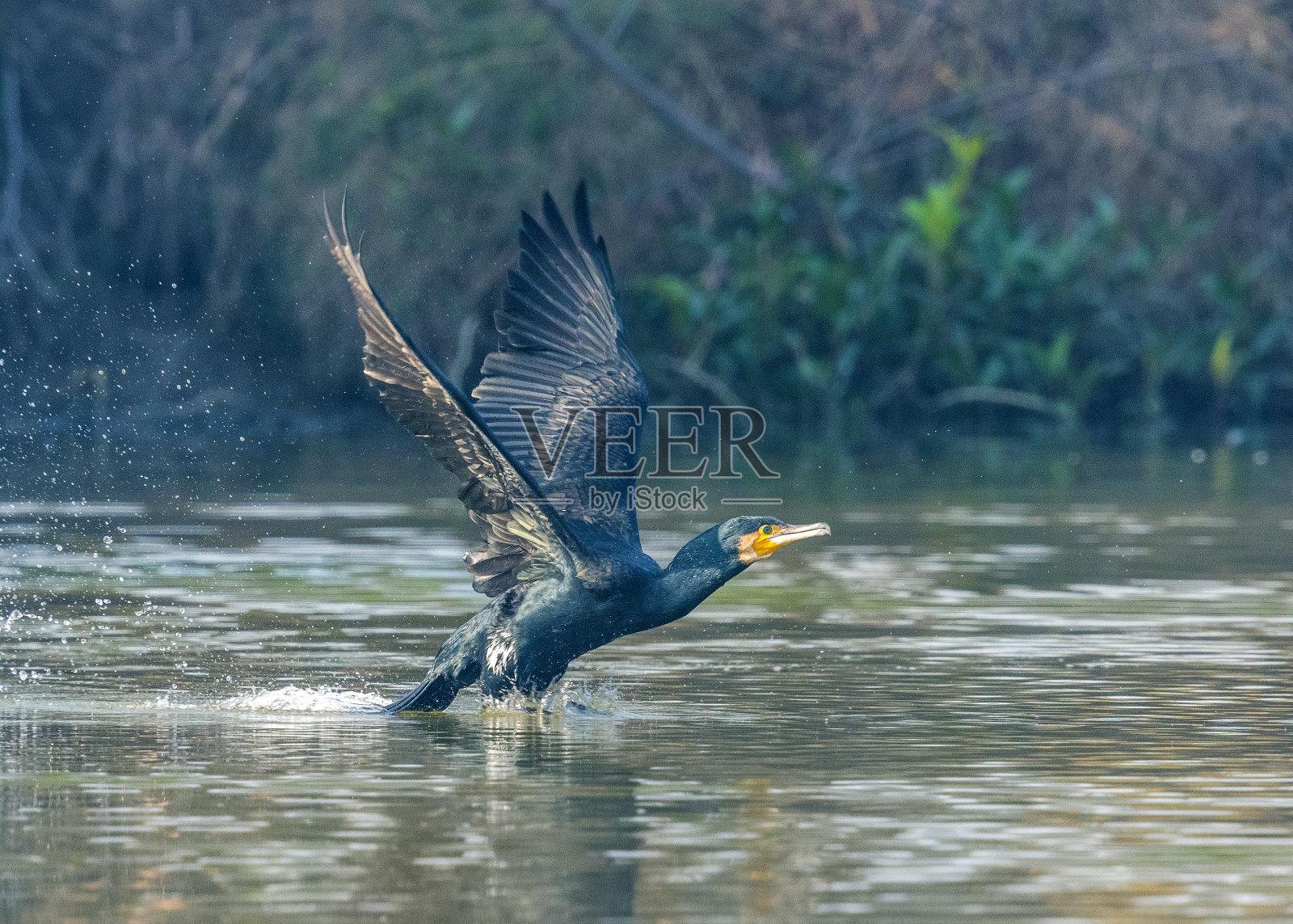 大鸬鹚起飞- Keoladeo国家公园，Bharatpur，印度。照片摄影图片