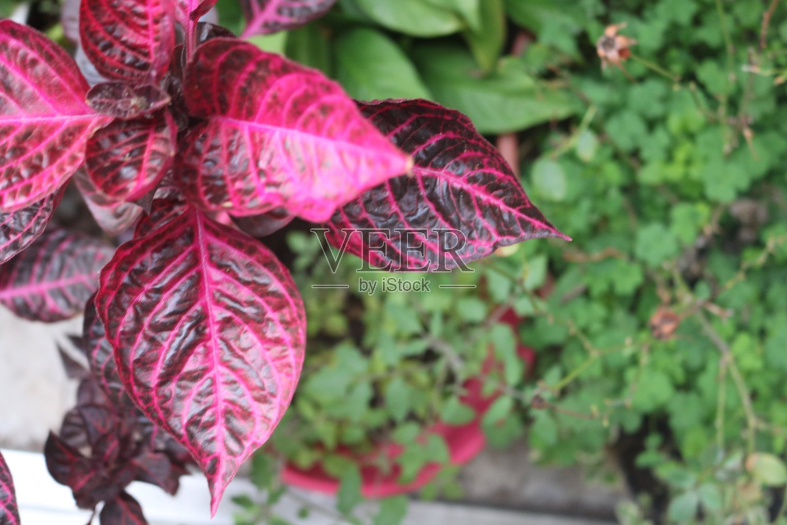 宏观植物2照片摄影图片