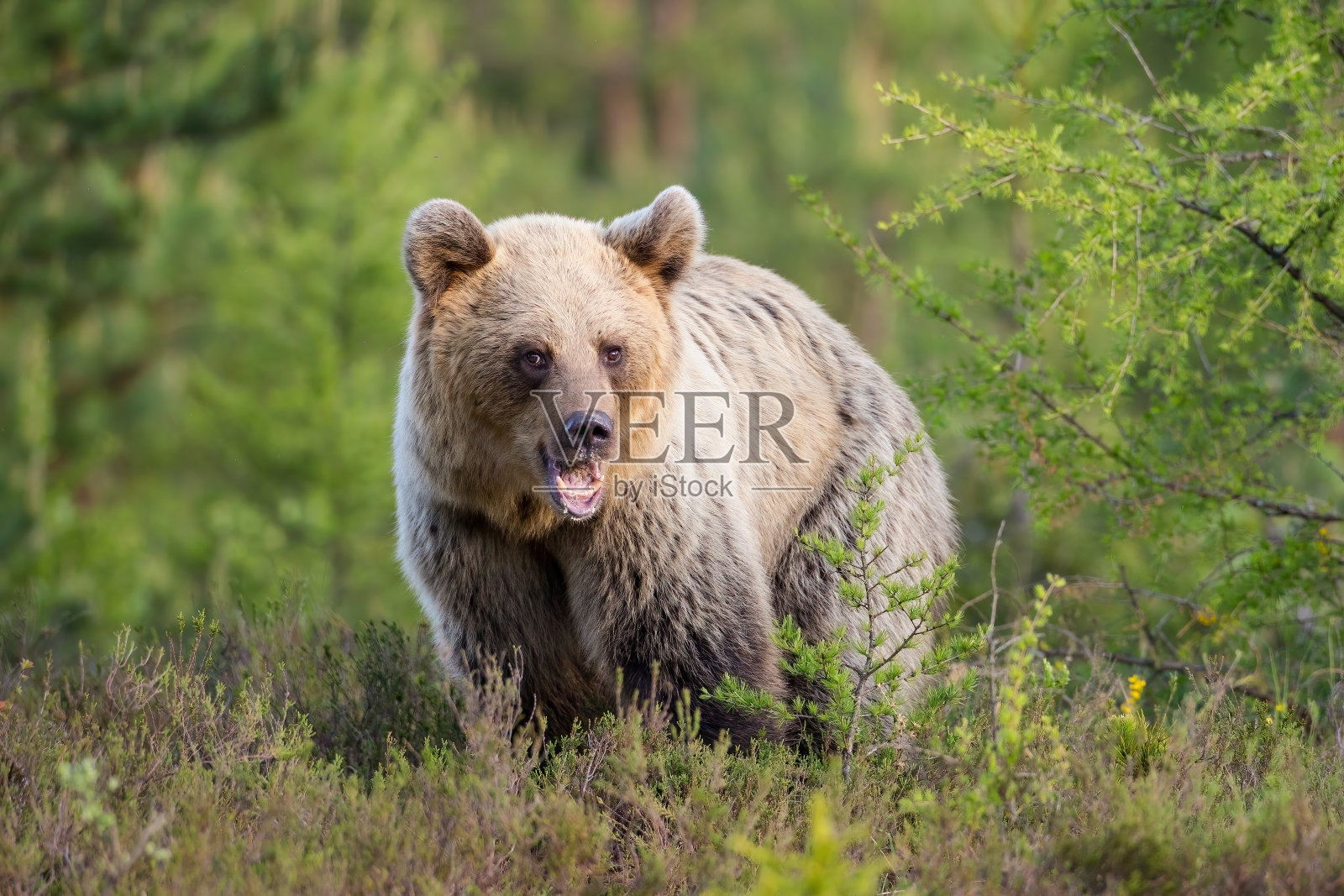 夏日里，小棕熊站在草地上照片摄影图片