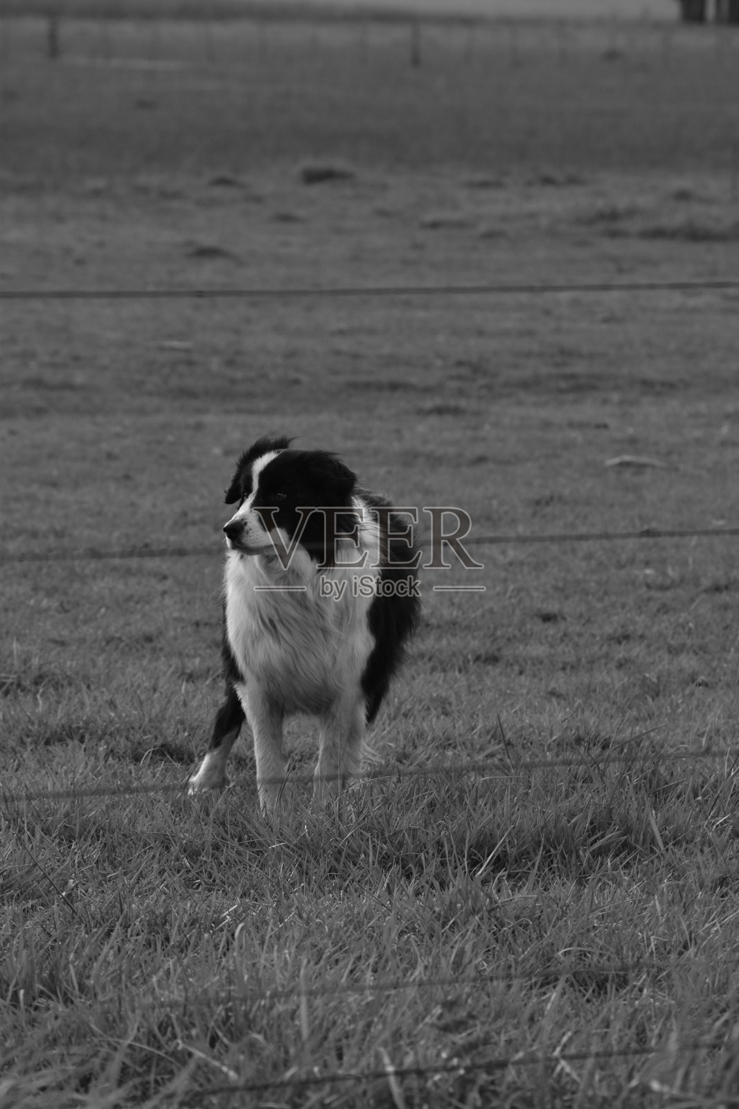 乡村-黑人和白人农场照片摄影图片