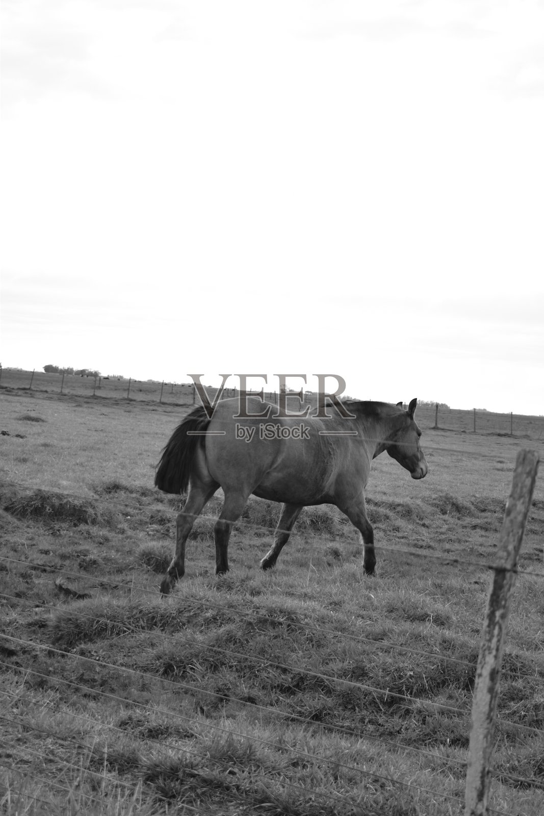 乡村-黑人和白人农场照片摄影图片
