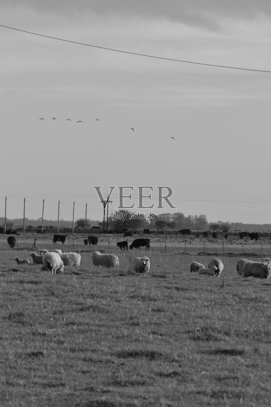 乡村-黑人和白人农场照片摄影图片