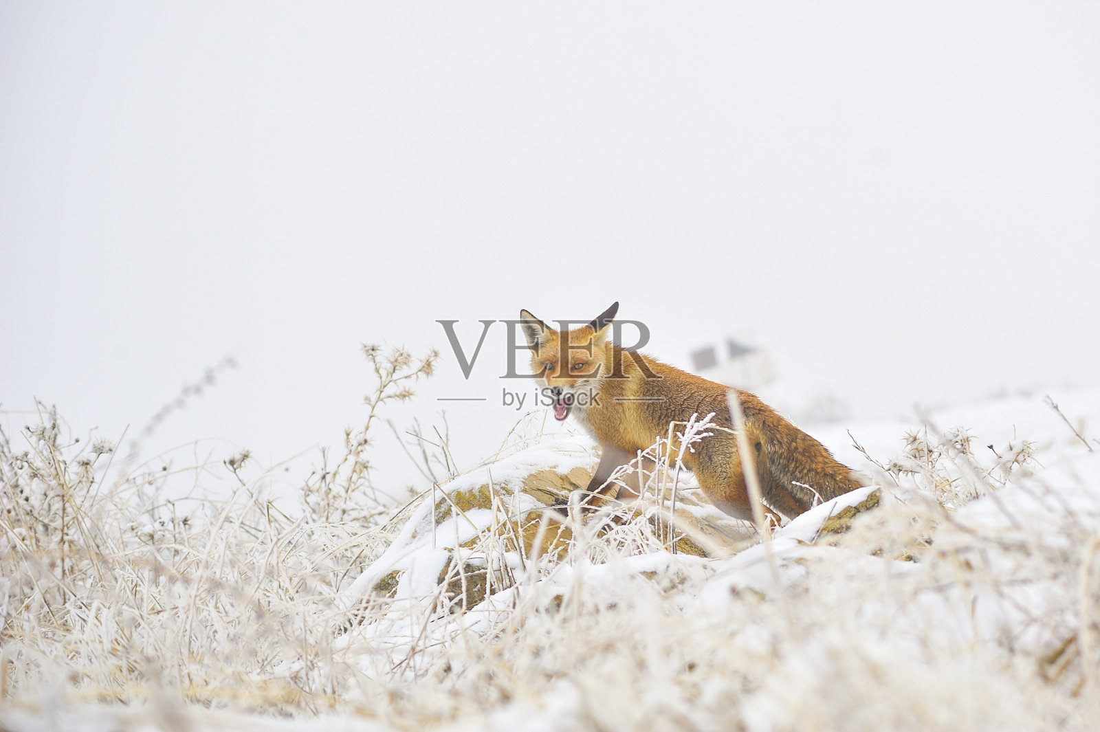 一只年轻的野生红狐(Vulpes Vulpes)在雪景中寻找食物。照片摄影图片