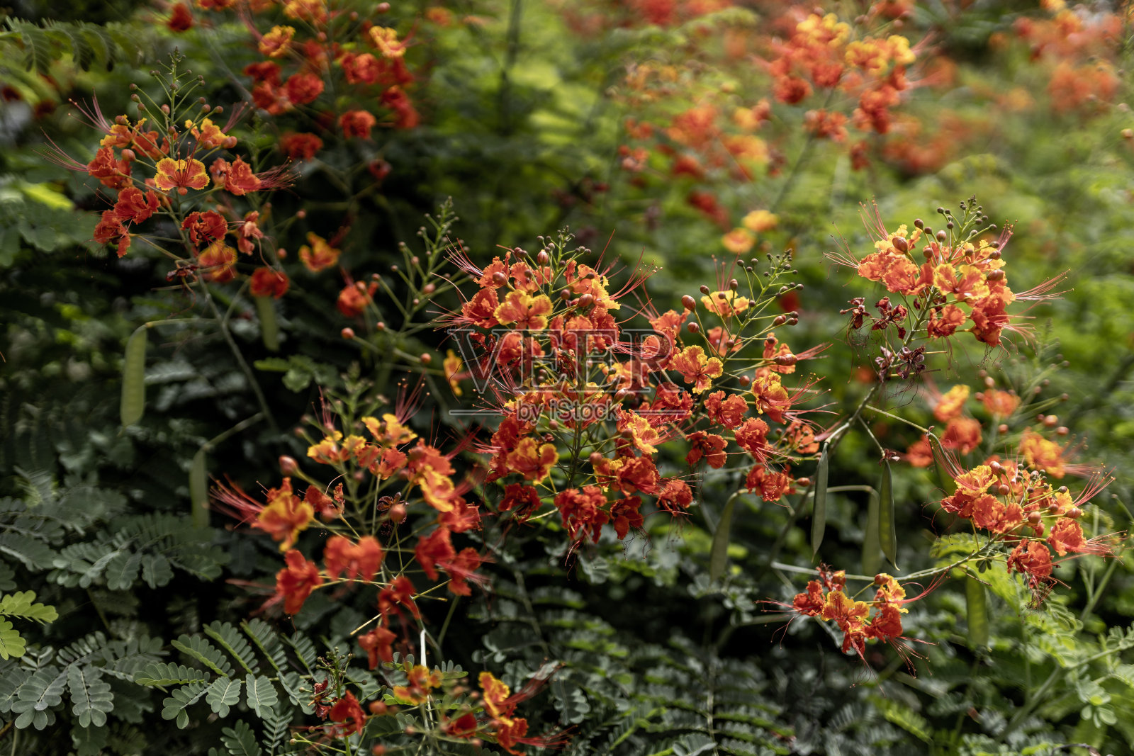 孔雀花照片摄影图片