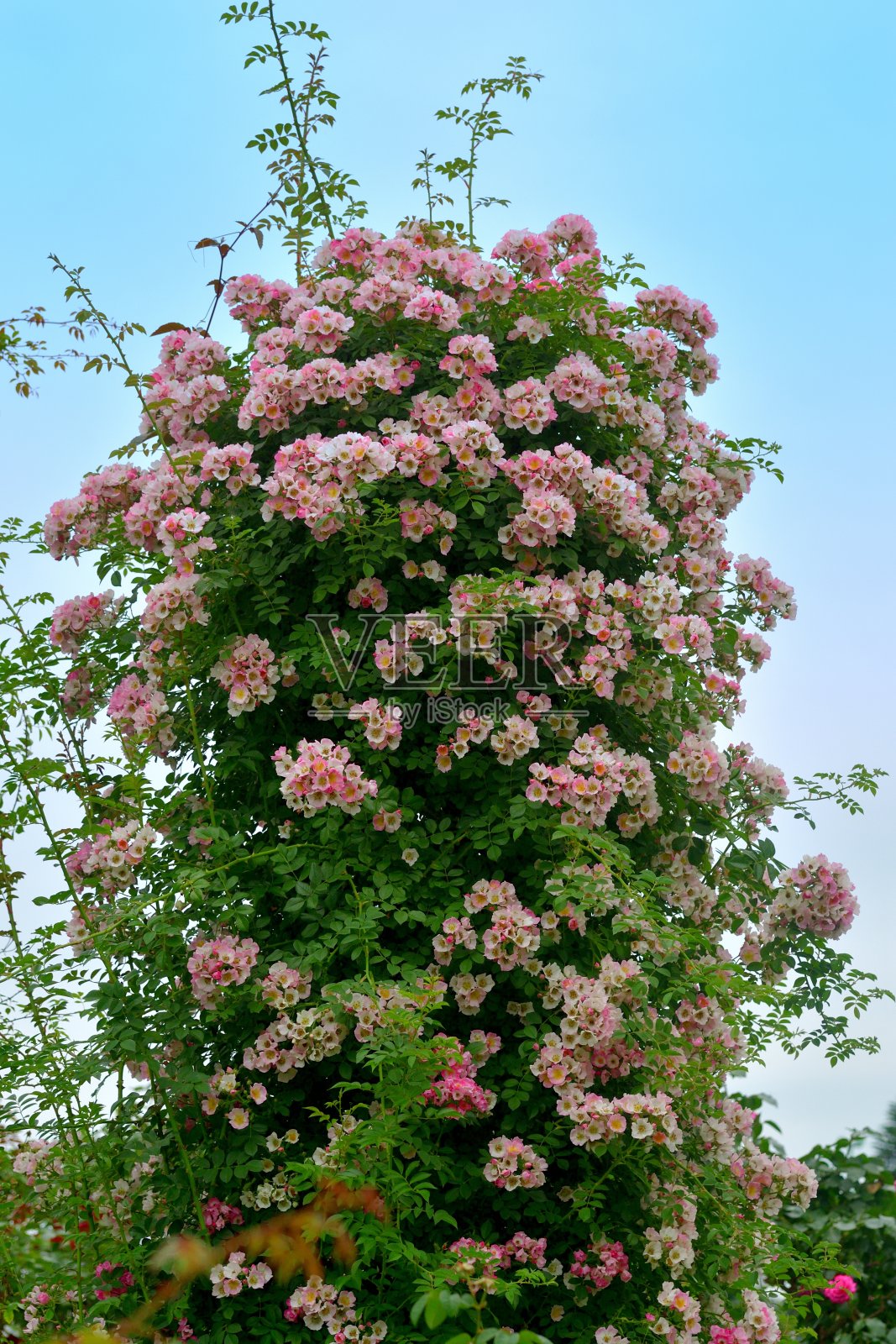 玫瑰花映衬蓝天照片摄影图片