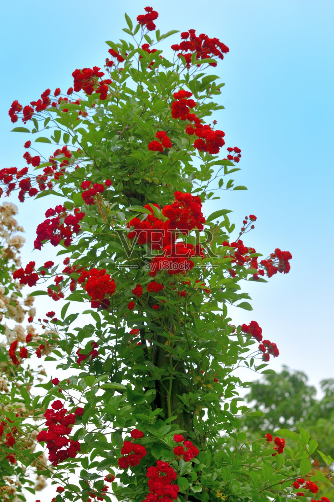 玫瑰花映衬蓝天照片摄影图片