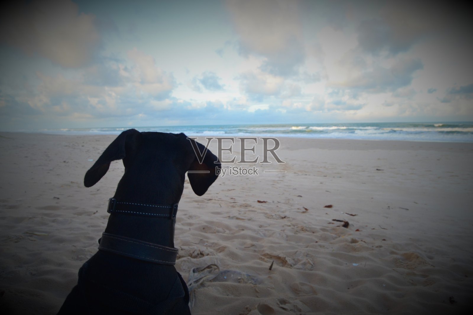 杜宾犬望着大海照片摄影图片