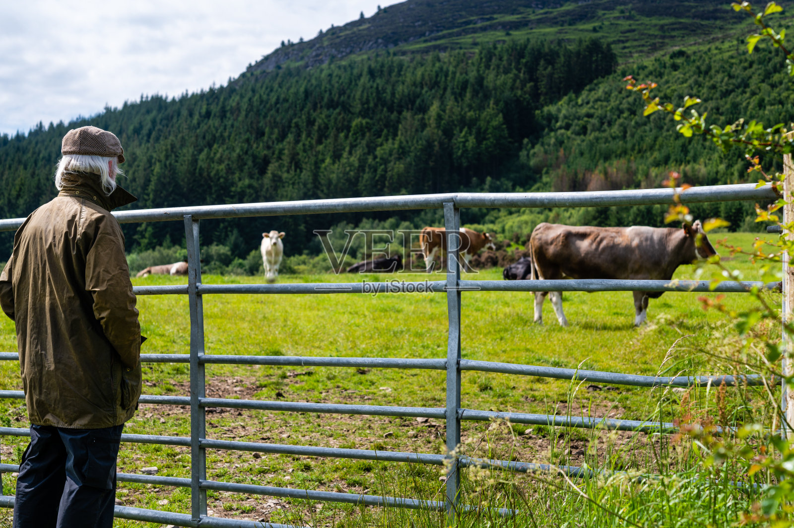 一位老人在田里看着肉牛照片摄影图片
