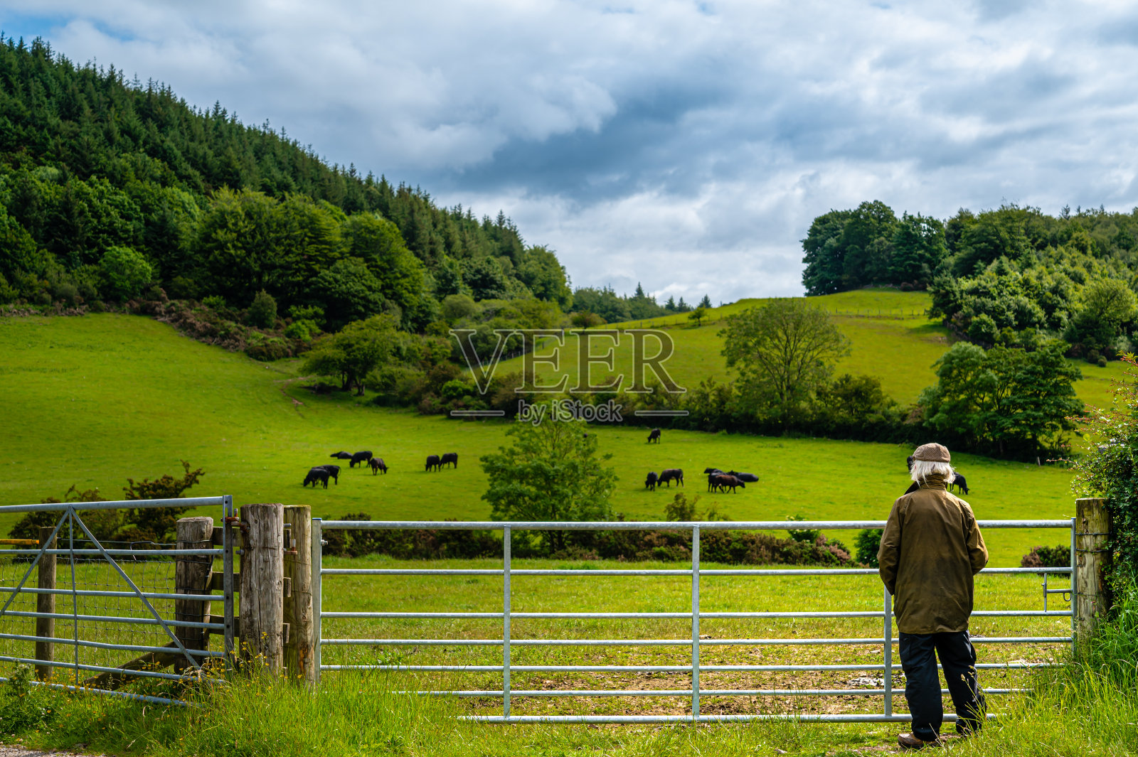 老人独自站着看牛照片摄影图片