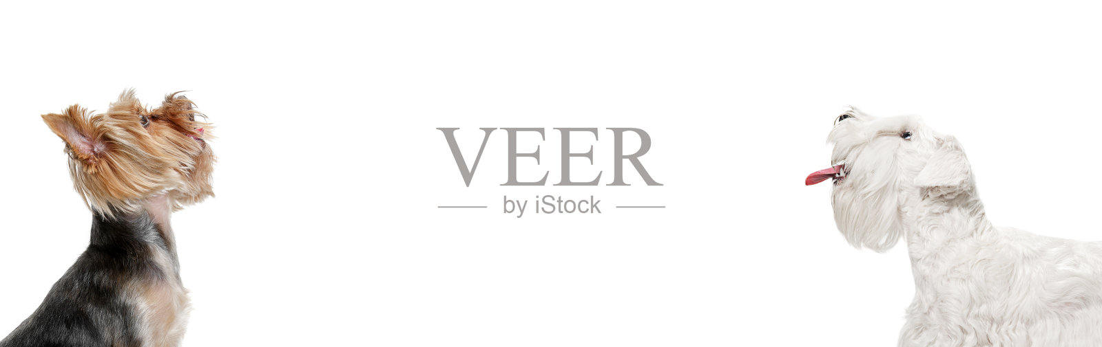 两只狗孤立地坐在白色的工作室背景上。拼贴画。传单。照片摄影图片