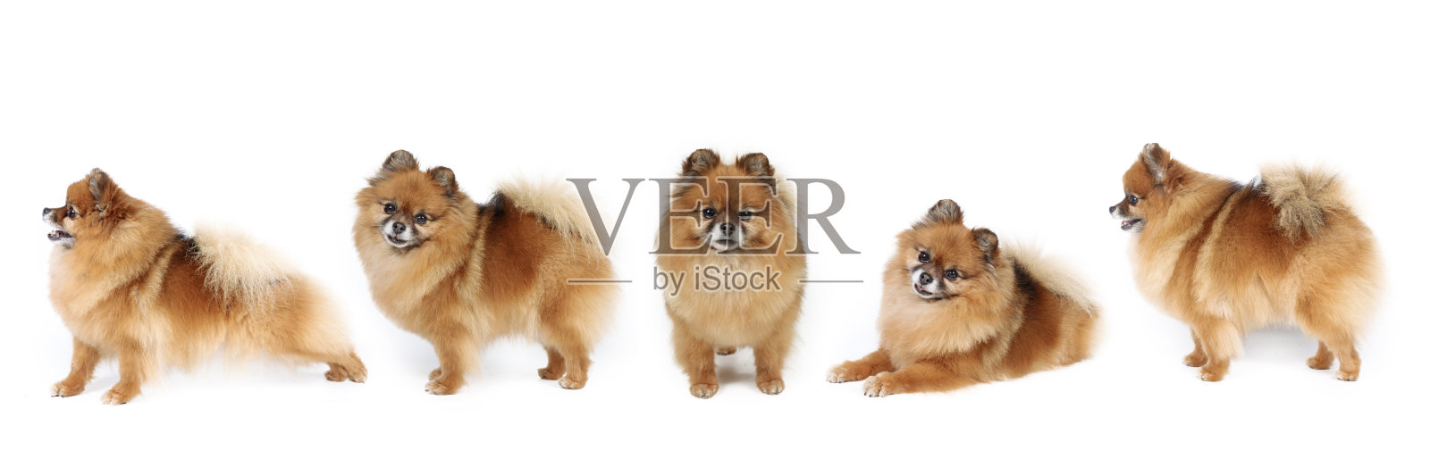 一群狗的旗帜照片摄影图片