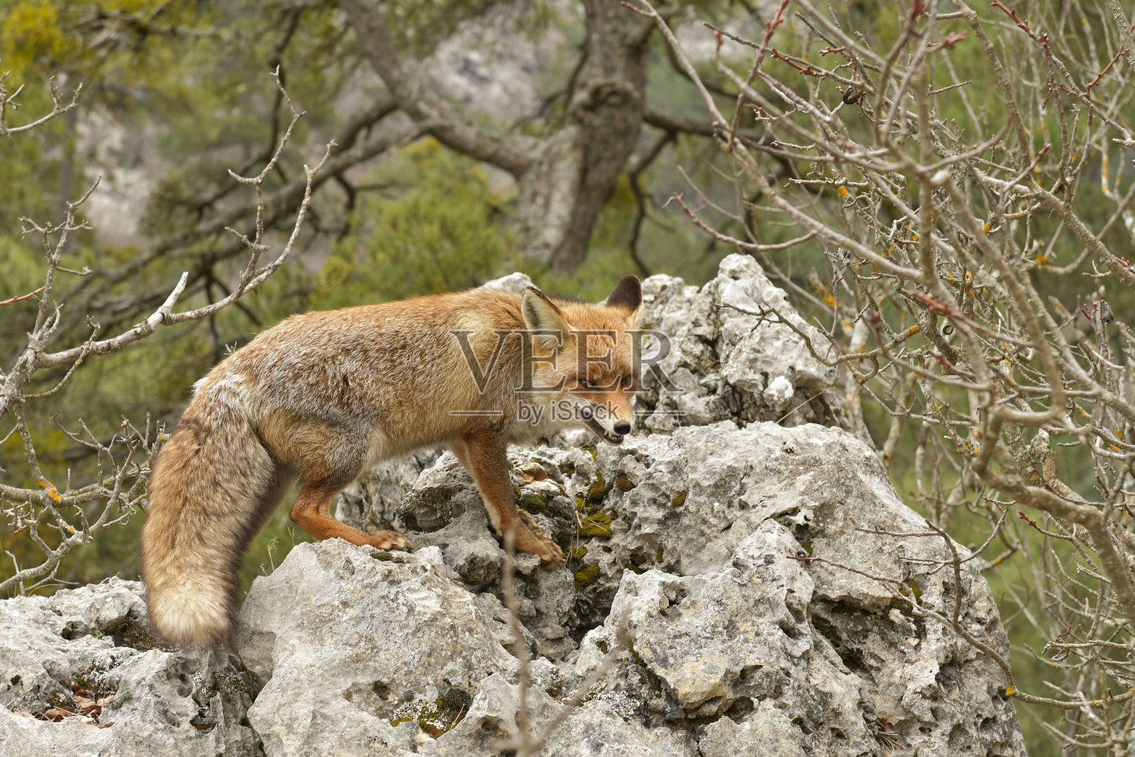 红狐 - 火狐填充照片摄影图片