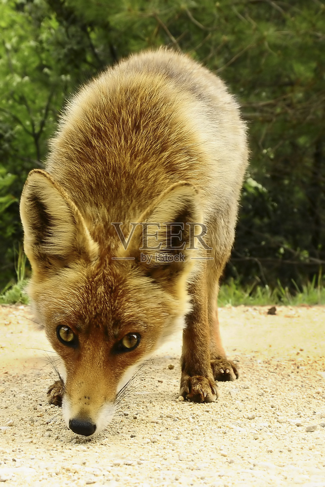 红狐 - 火狐填充照片摄影图片
