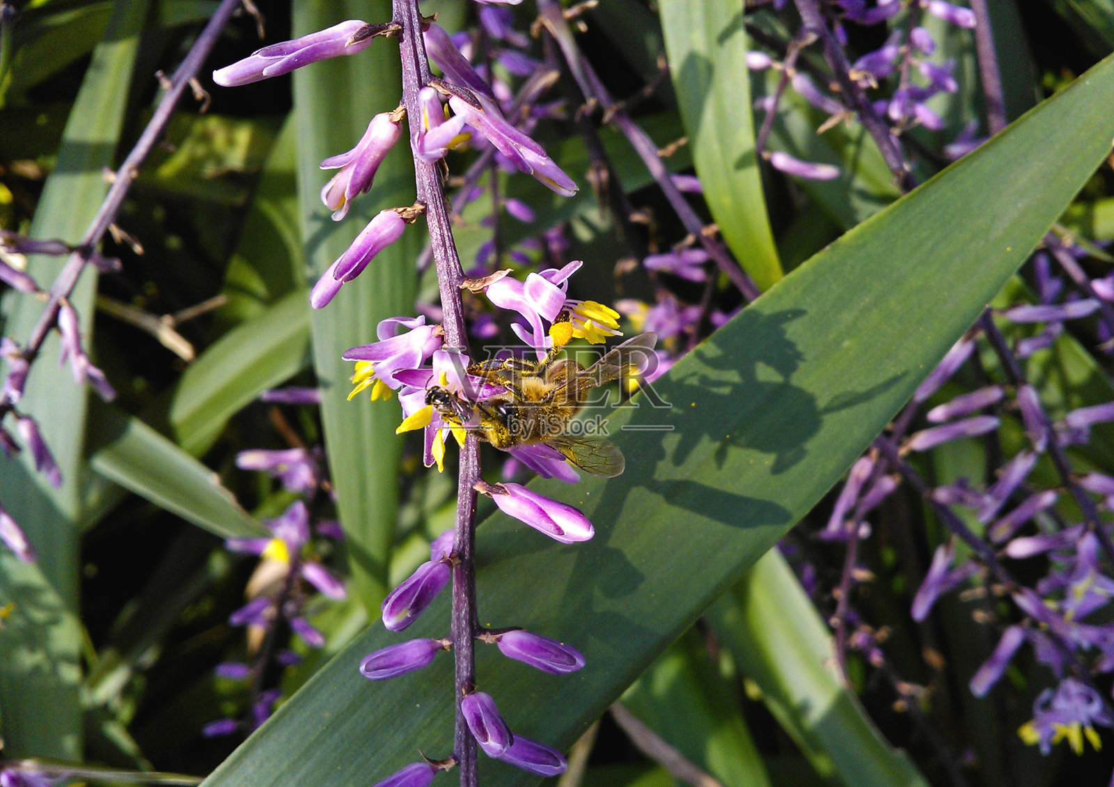 蜜蜂为小花授粉照片摄影图片