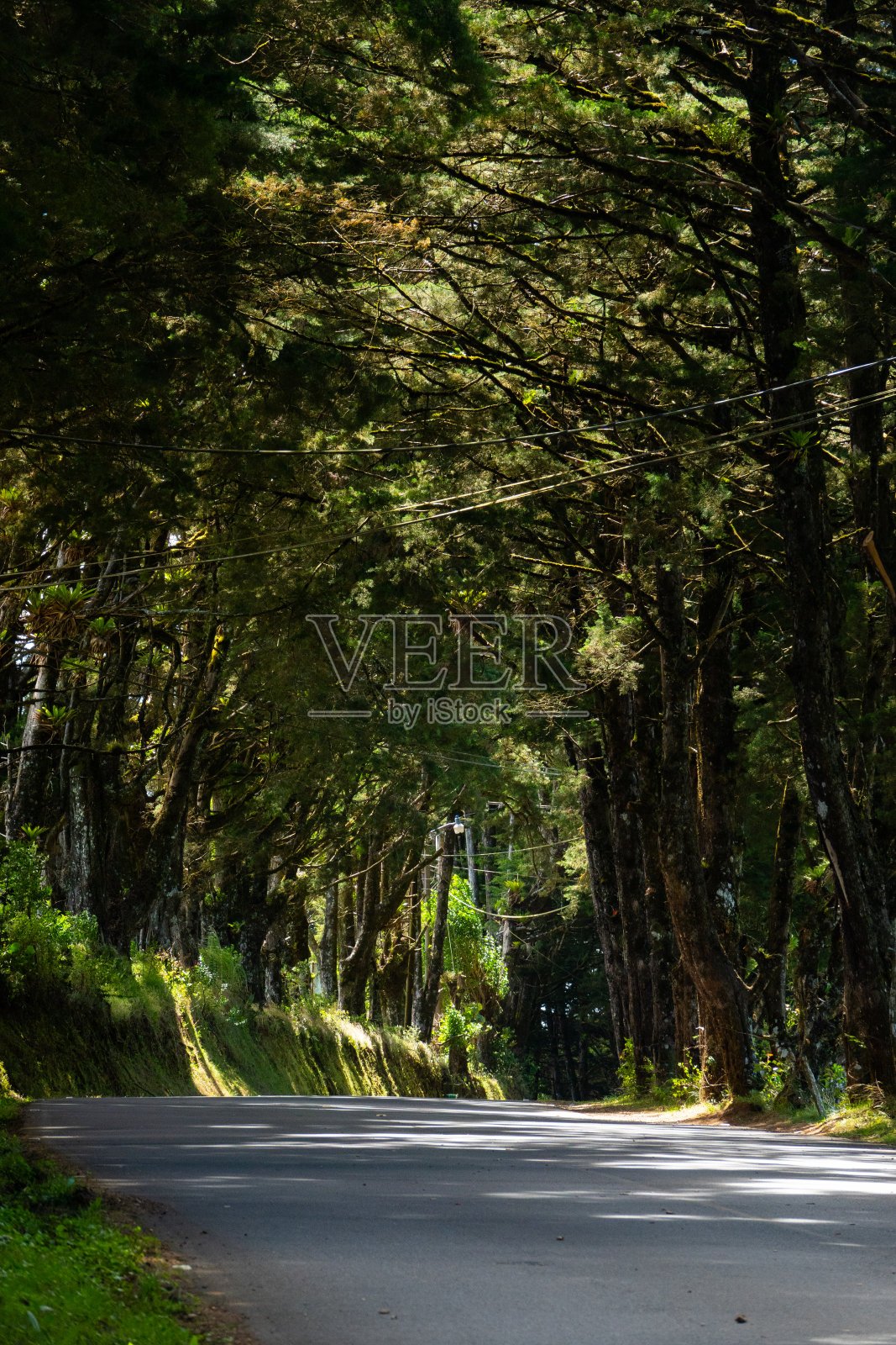 树的街道照片摄影图片