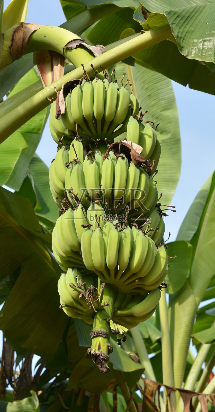 一串香蕉，特写照片摄影图片