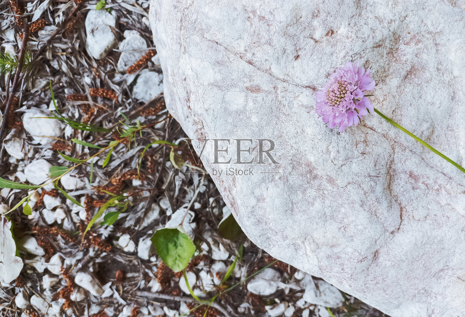 时尚的生态生物背景。白色的石头和野花。拯救地球的概念照片摄影图片