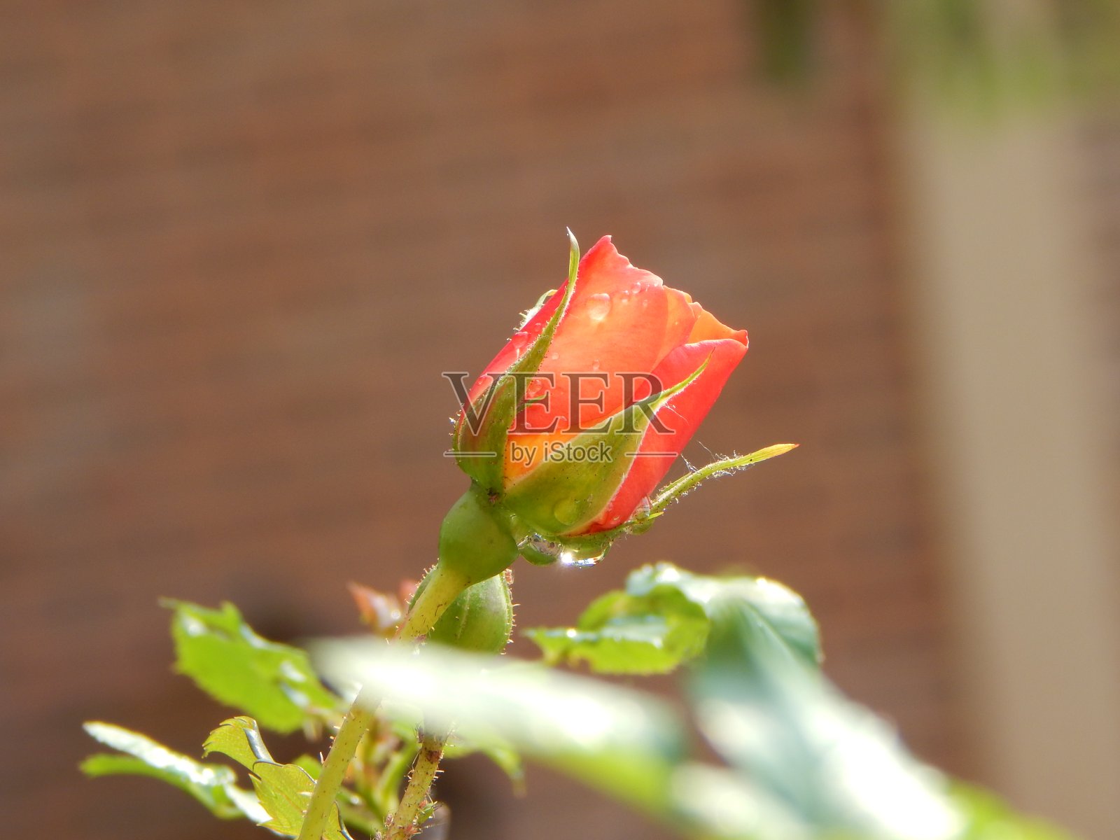 橙色的玫瑰花蕾开始绽放，上面有雨滴照片摄影图片