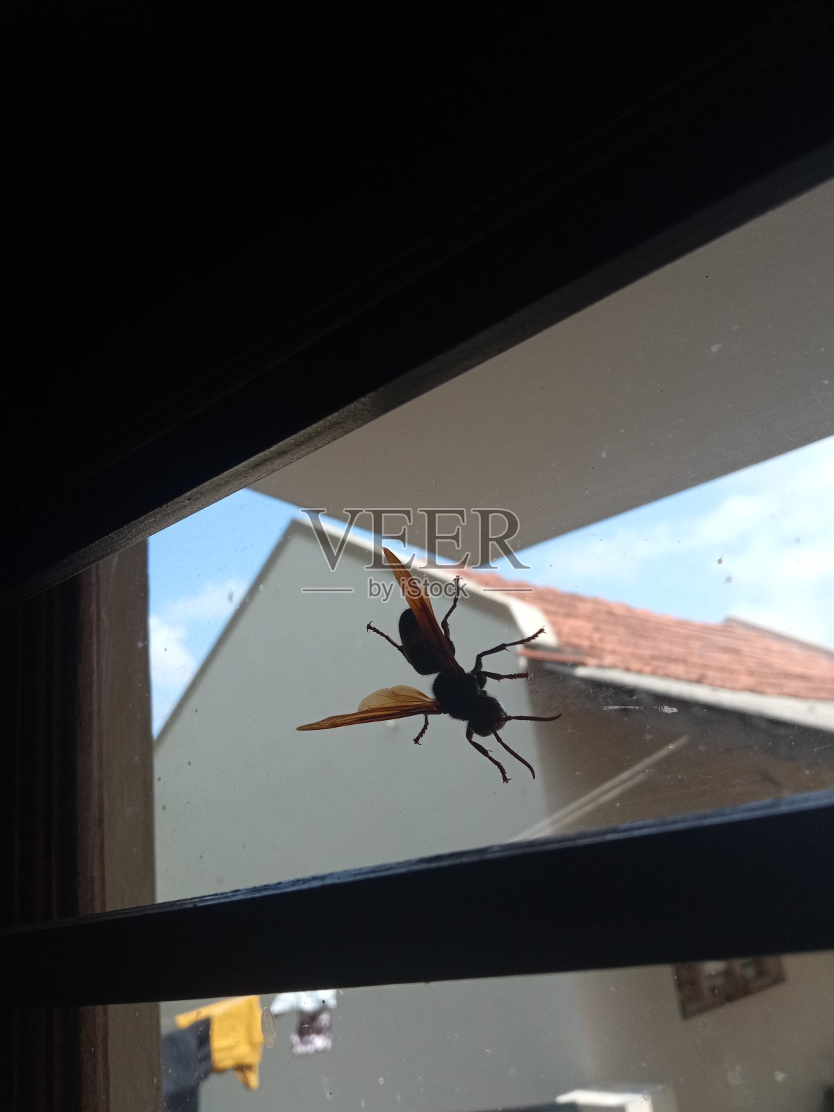 蜜蜂的家照片摄影图片