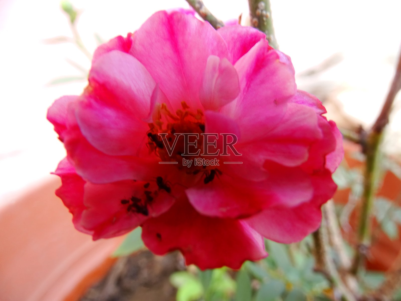 粉色玫瑰5照片摄影图片